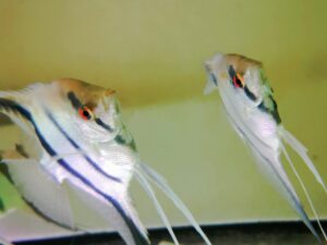 Skalar Standard (Żaglowiec)