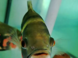 Pielęgnica pawiooka