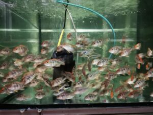 Ziemiojad red head tapajos