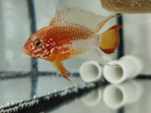 Pielęgniczka Viejita