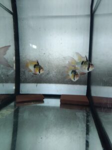 pielęgniczka ramireza