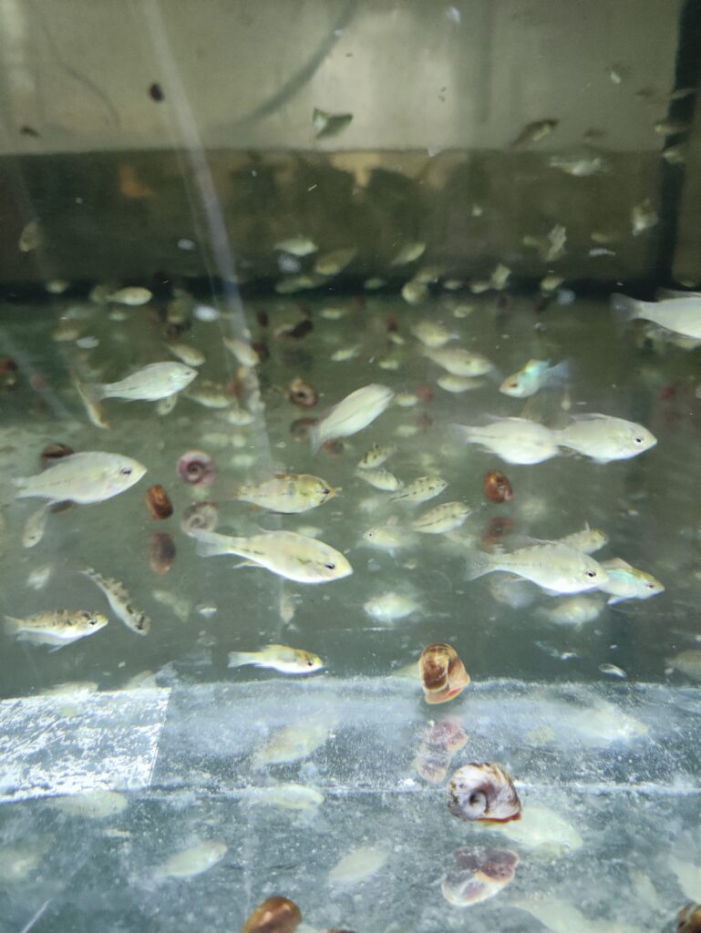 pielęgniczka ramireza 