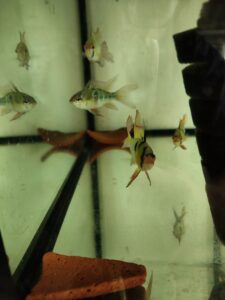 pielęgniczka ramireza