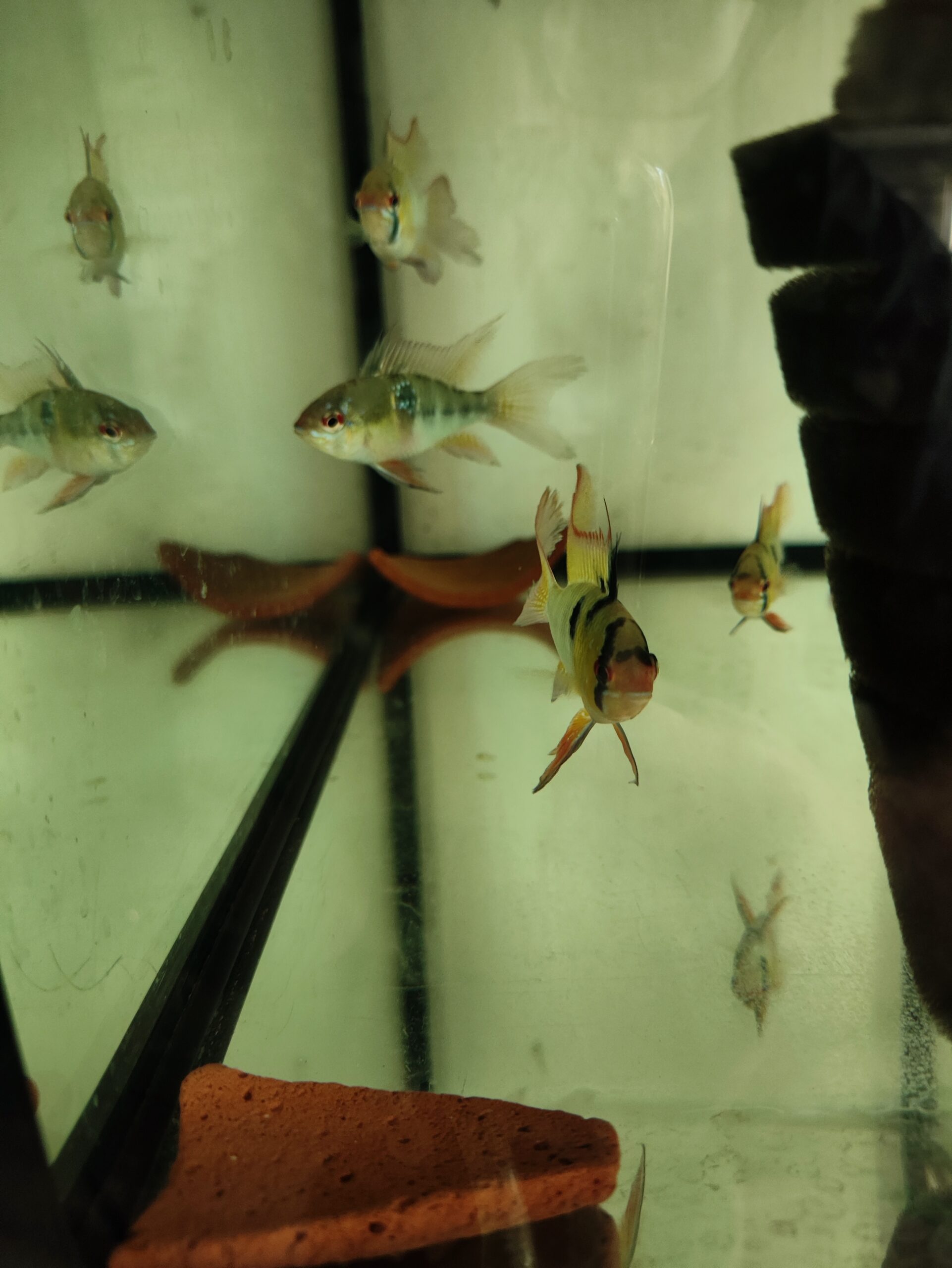 pielęgniczka ramireza