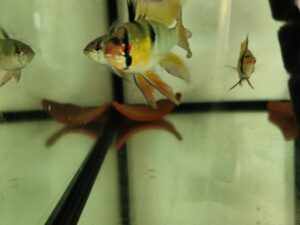 Pielęgniczka ramireza