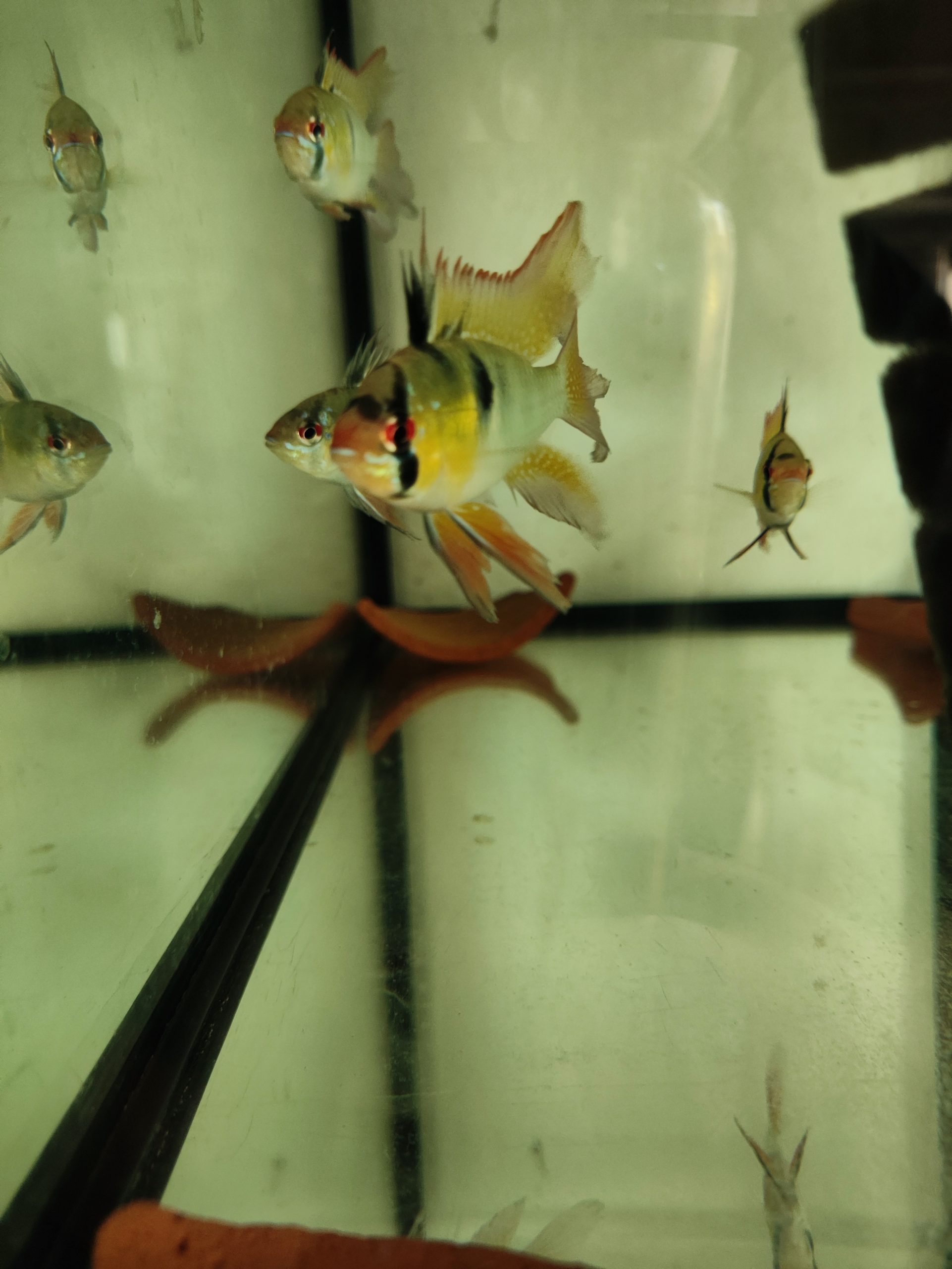 Pielęgniczka ramireza