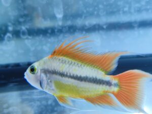 Pielęgniczka Kakadu