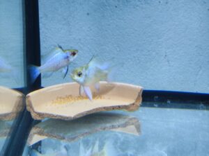 Pielęgniczka Ramireza Electric Blue