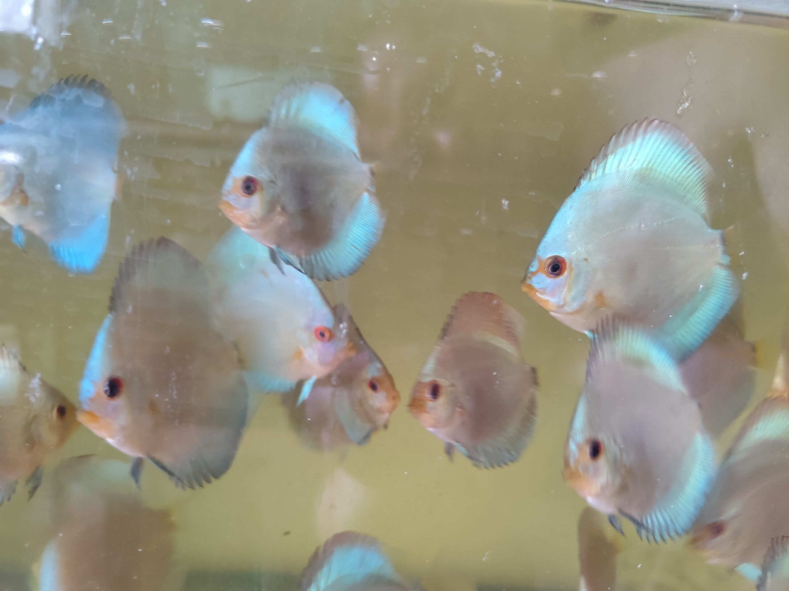 Paletka Blue Diamond - obrazek 2