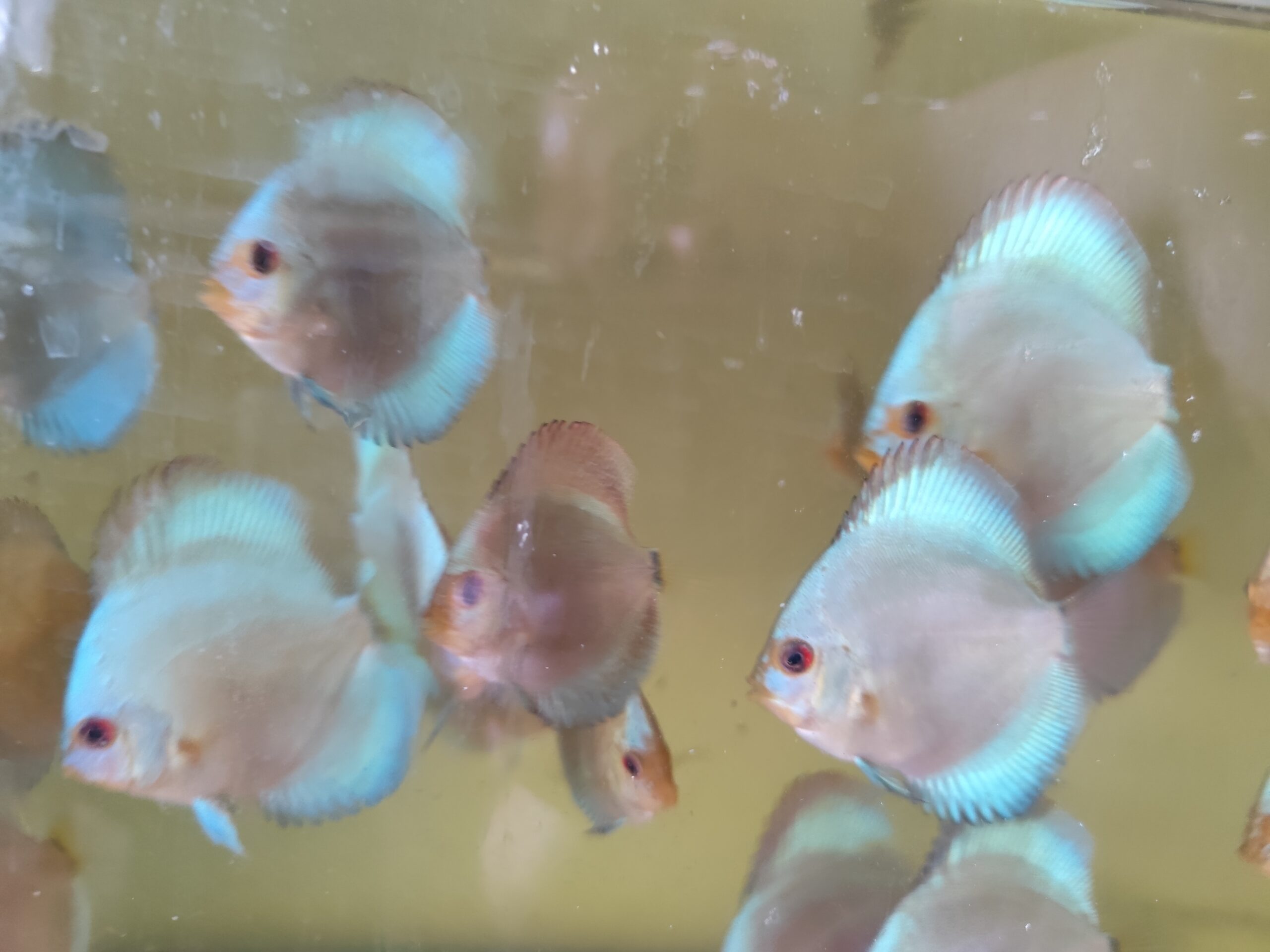 Paletka Blue Diamond - obrazek 4