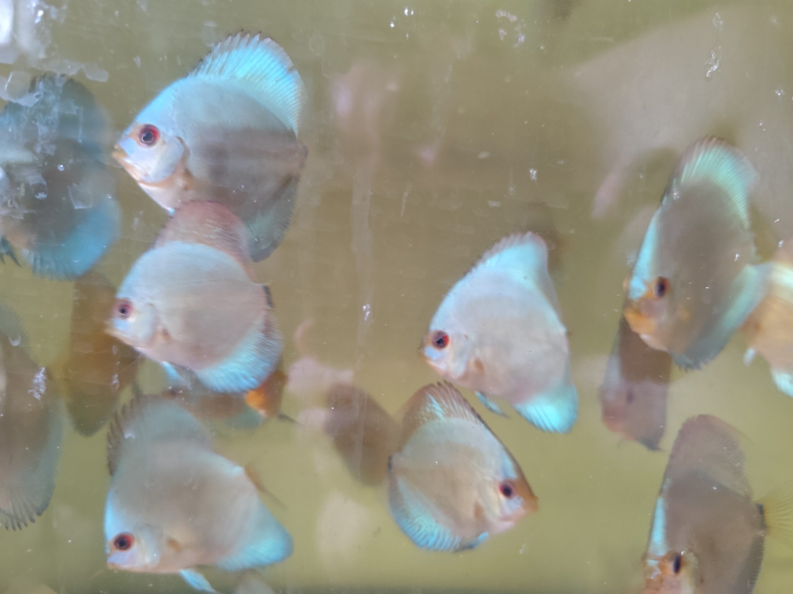 Paletka Blue Diamond - obrazek 3