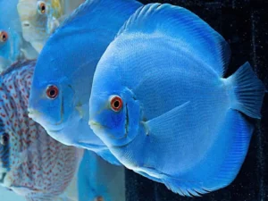 Paletka Blue Diamond