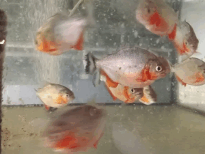 Pirania Czerwona - Pirania natterera