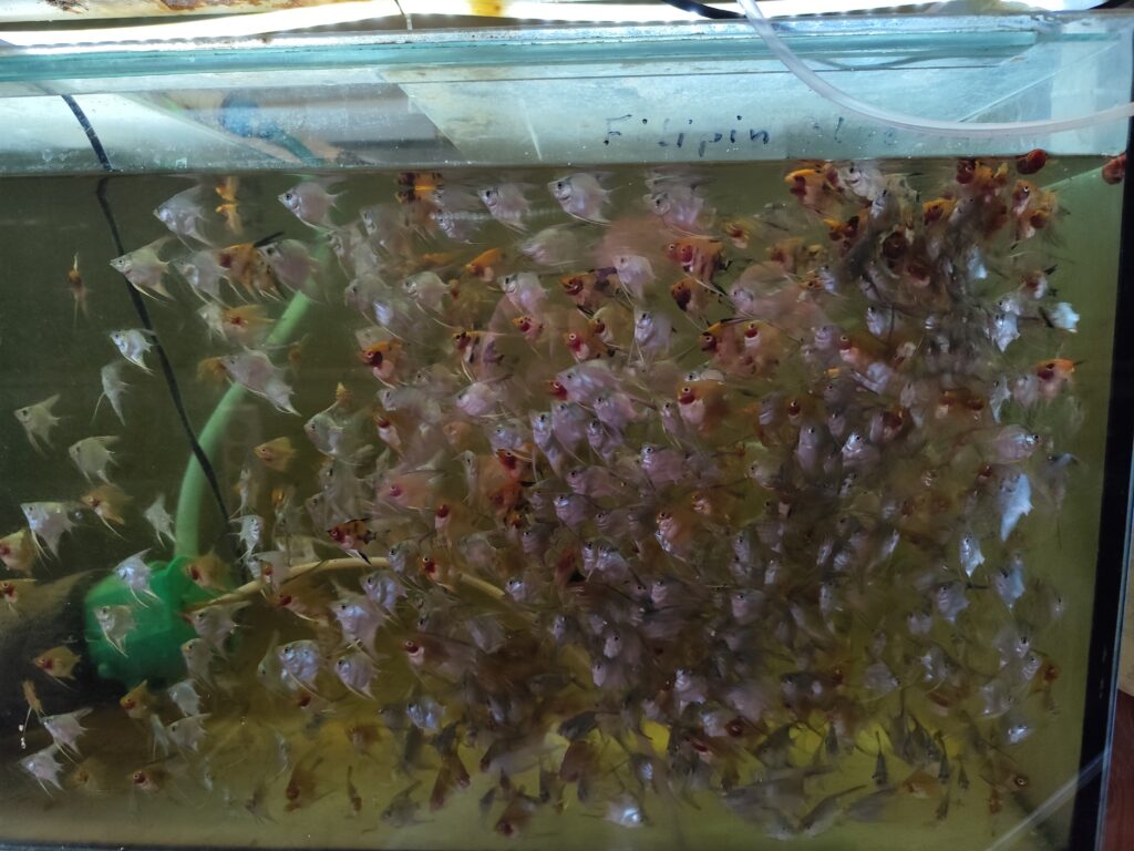 Skalar Red Devil i Blue - młode ryby