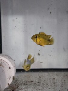 Pielęgniczka borelli para