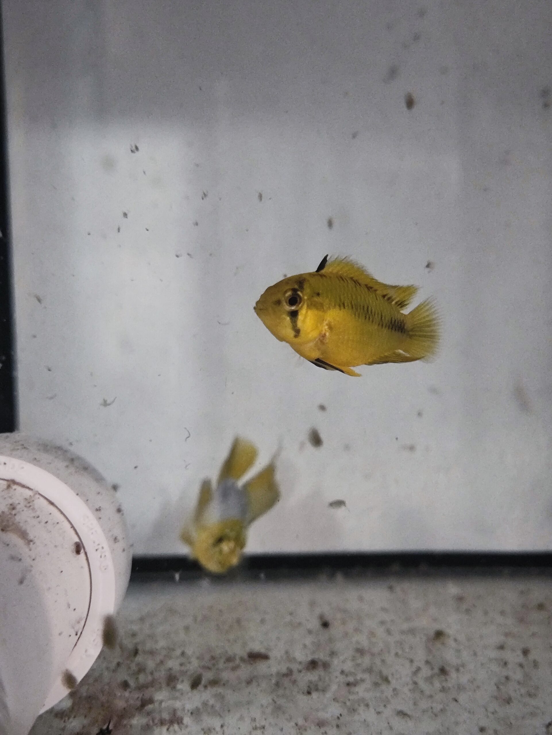 Pielęgniczka borelli para