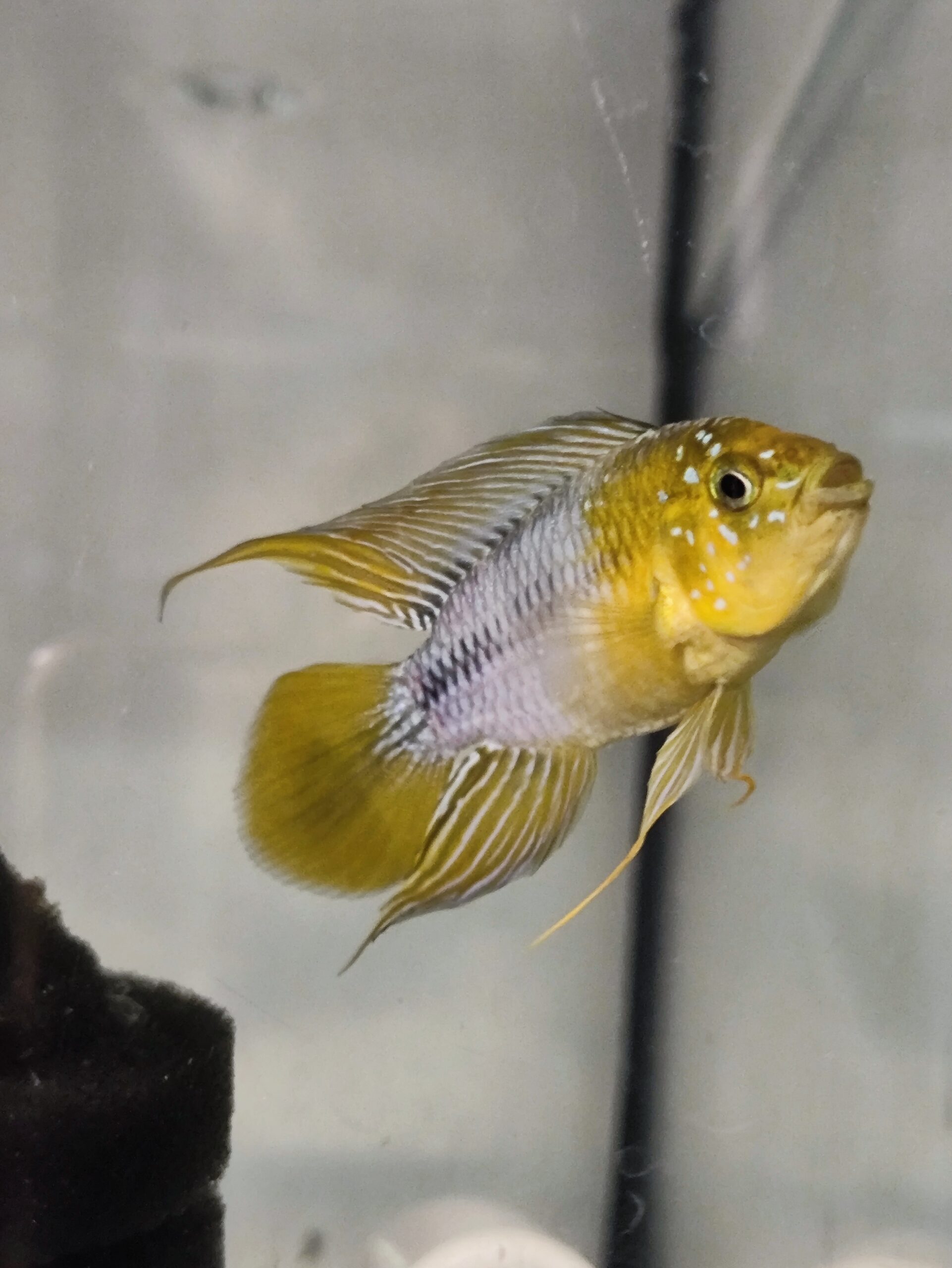 Pielęgniczka borelli samiec