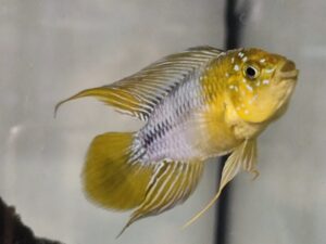 Pielęgniczka Borelli