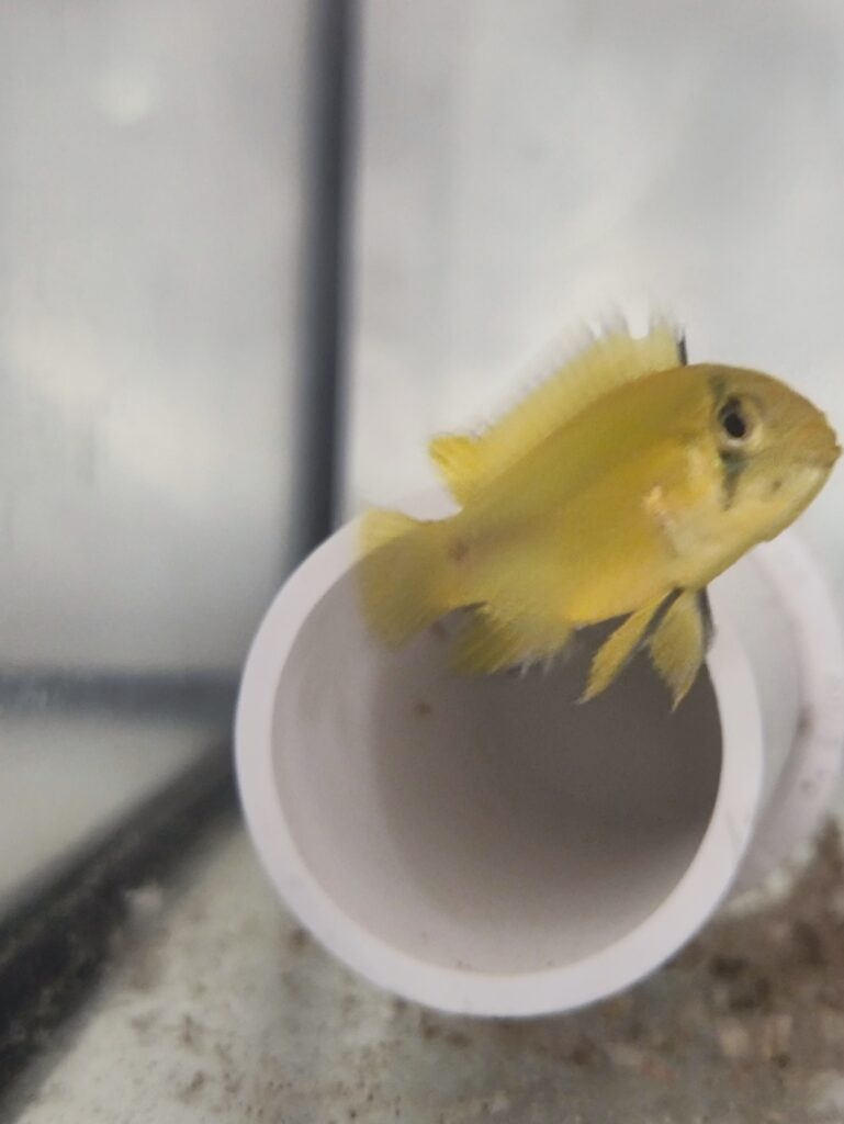 Pielęgniczka borelli samiczka z ikrą