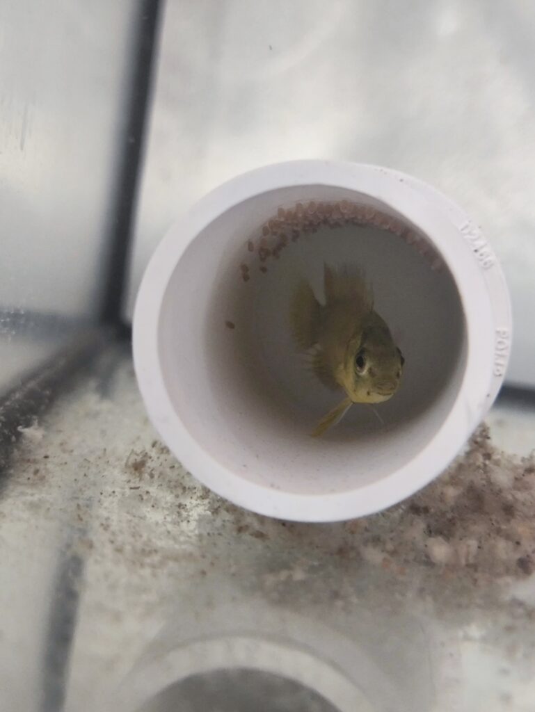 Pielęgniczka borelli samiczka z ikrą