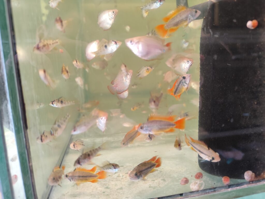 Prętnik karłowaty z innymi rybami