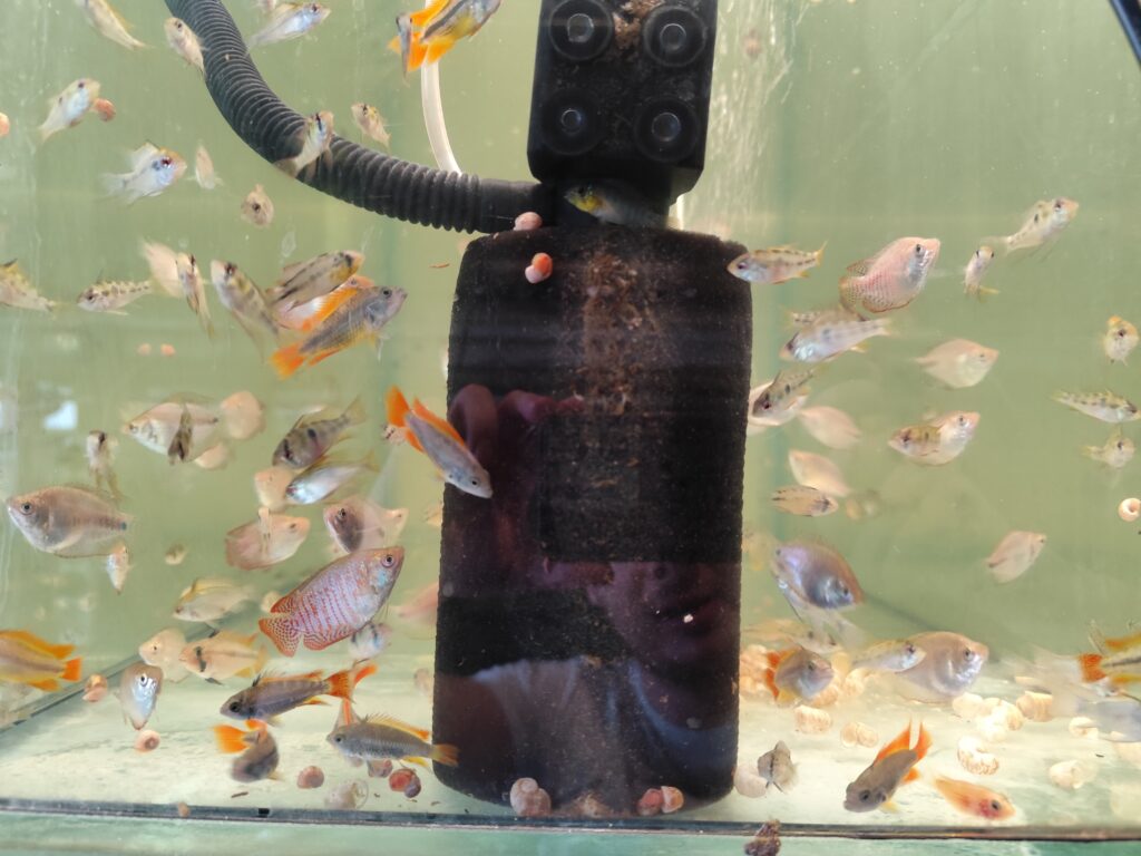 Prętnik karłowaty z innymi rybami