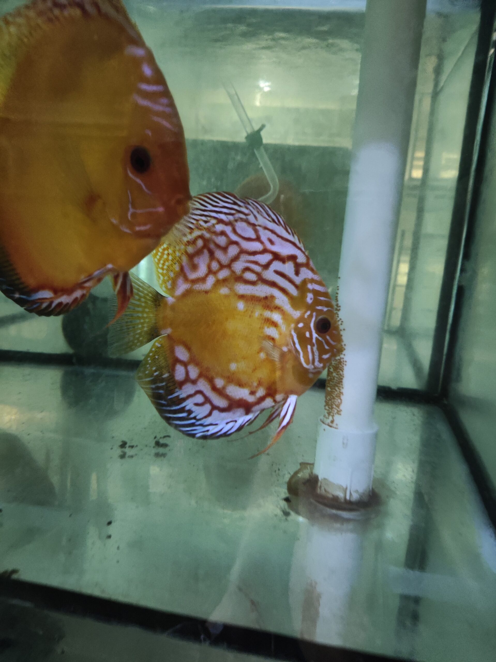 Paletka Pigeon Blood - obrazek 6