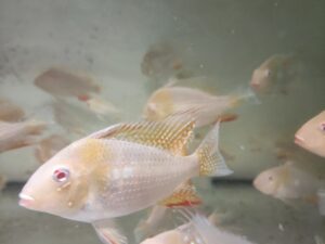 Ziemiojad Heckelii Albino