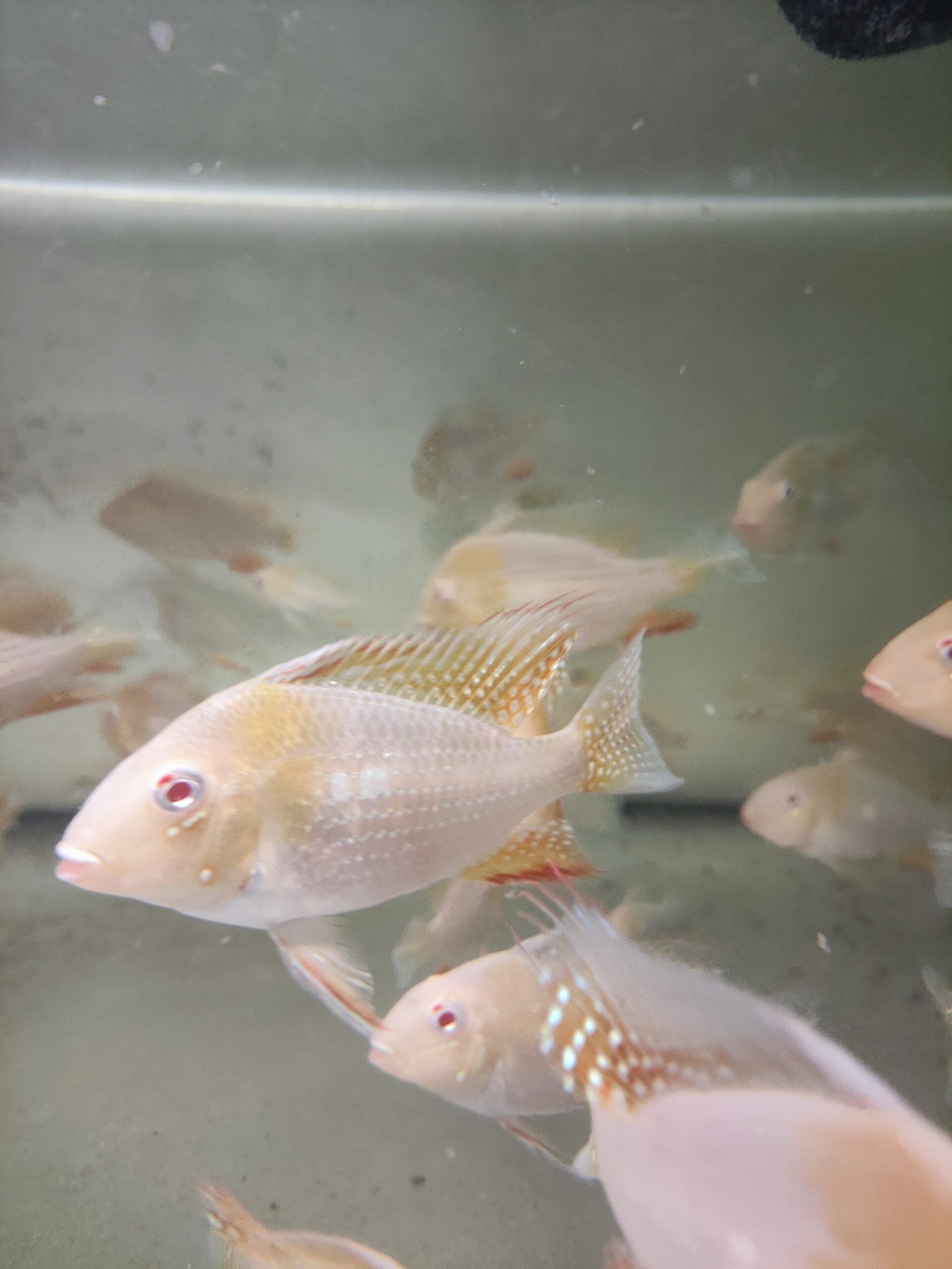 Ziemiojad Heckelii Albino