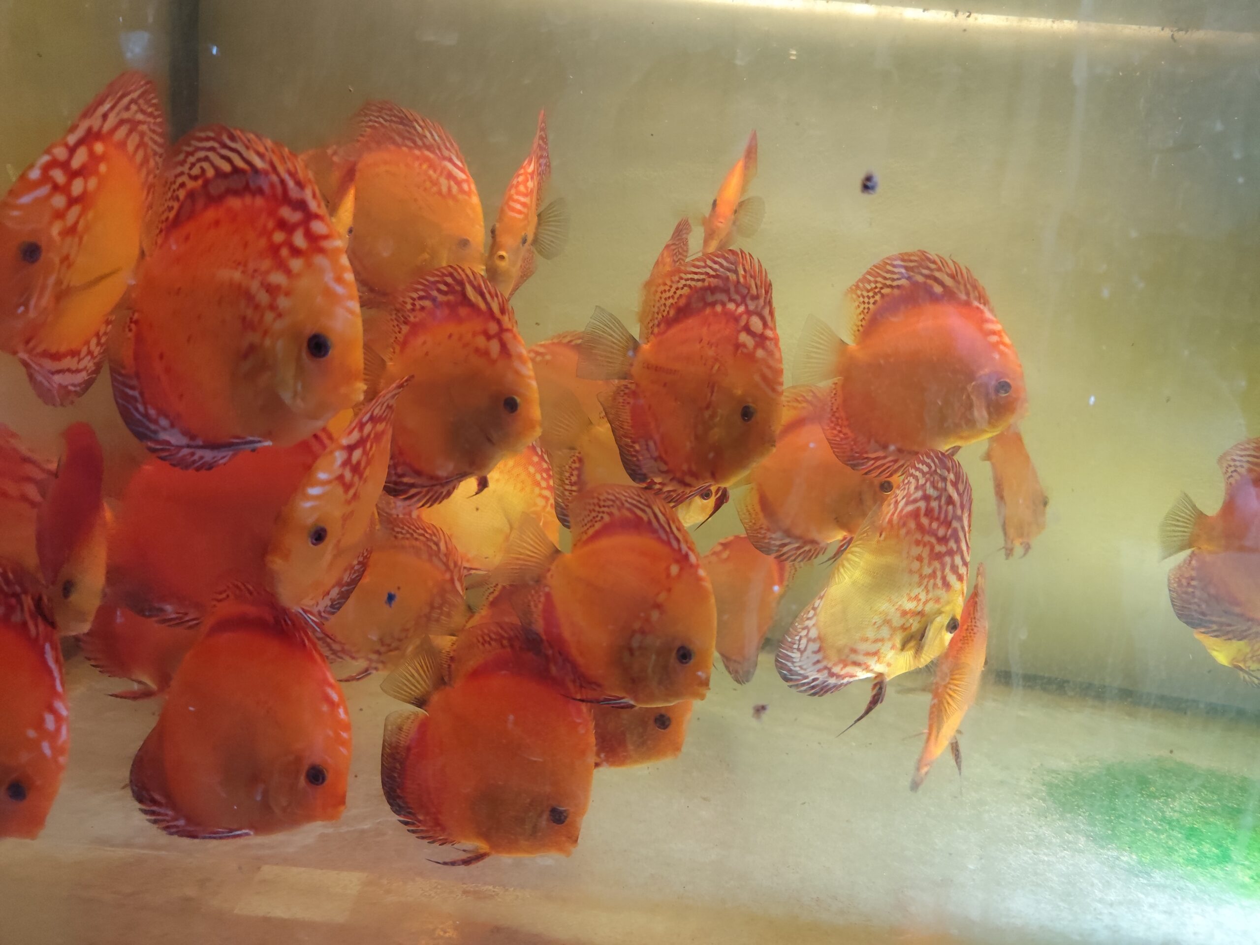 Paletka Pigeon Blood - obrazek 13