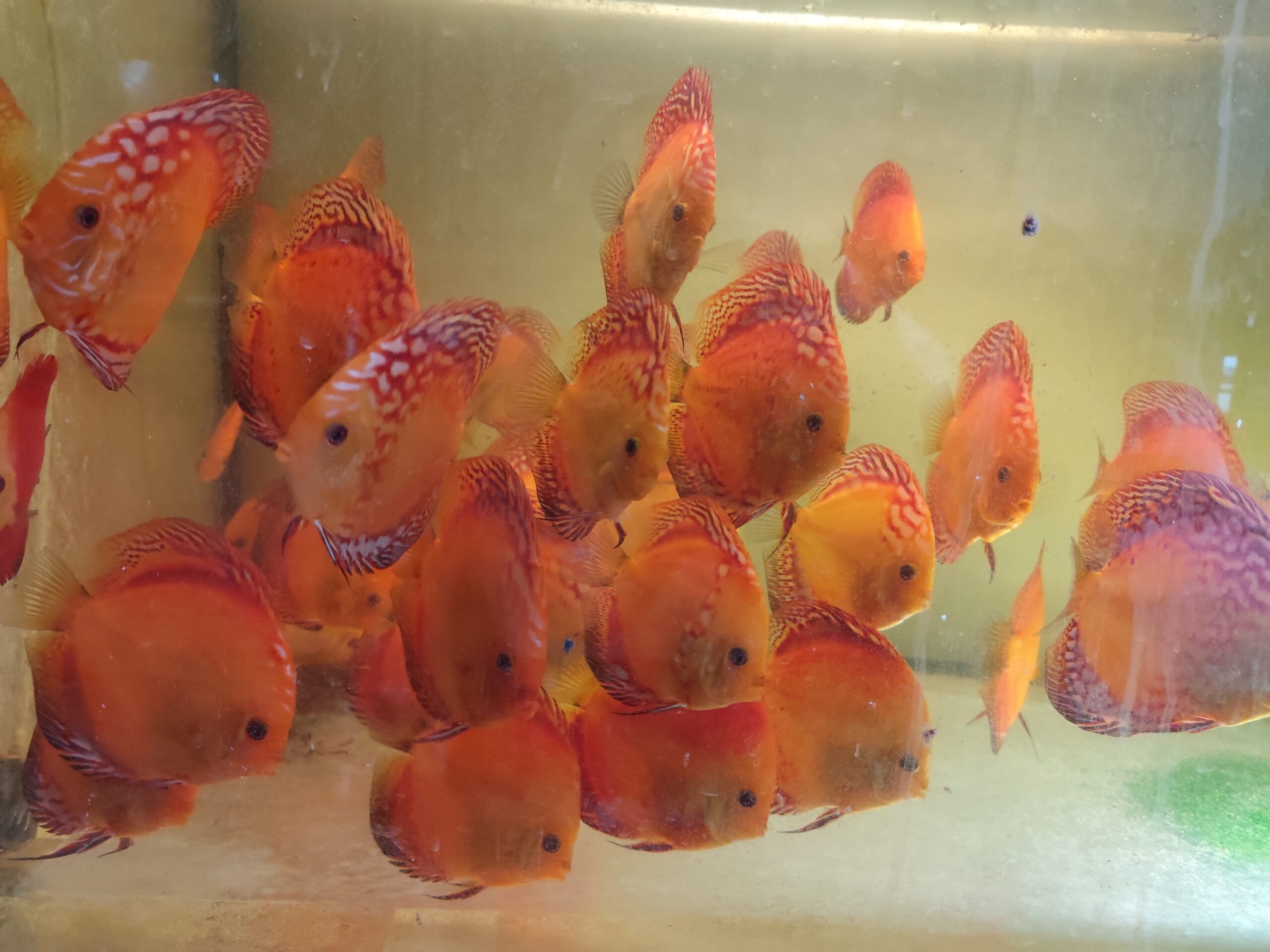 Paletka Pigeon Blood - obrazek 14