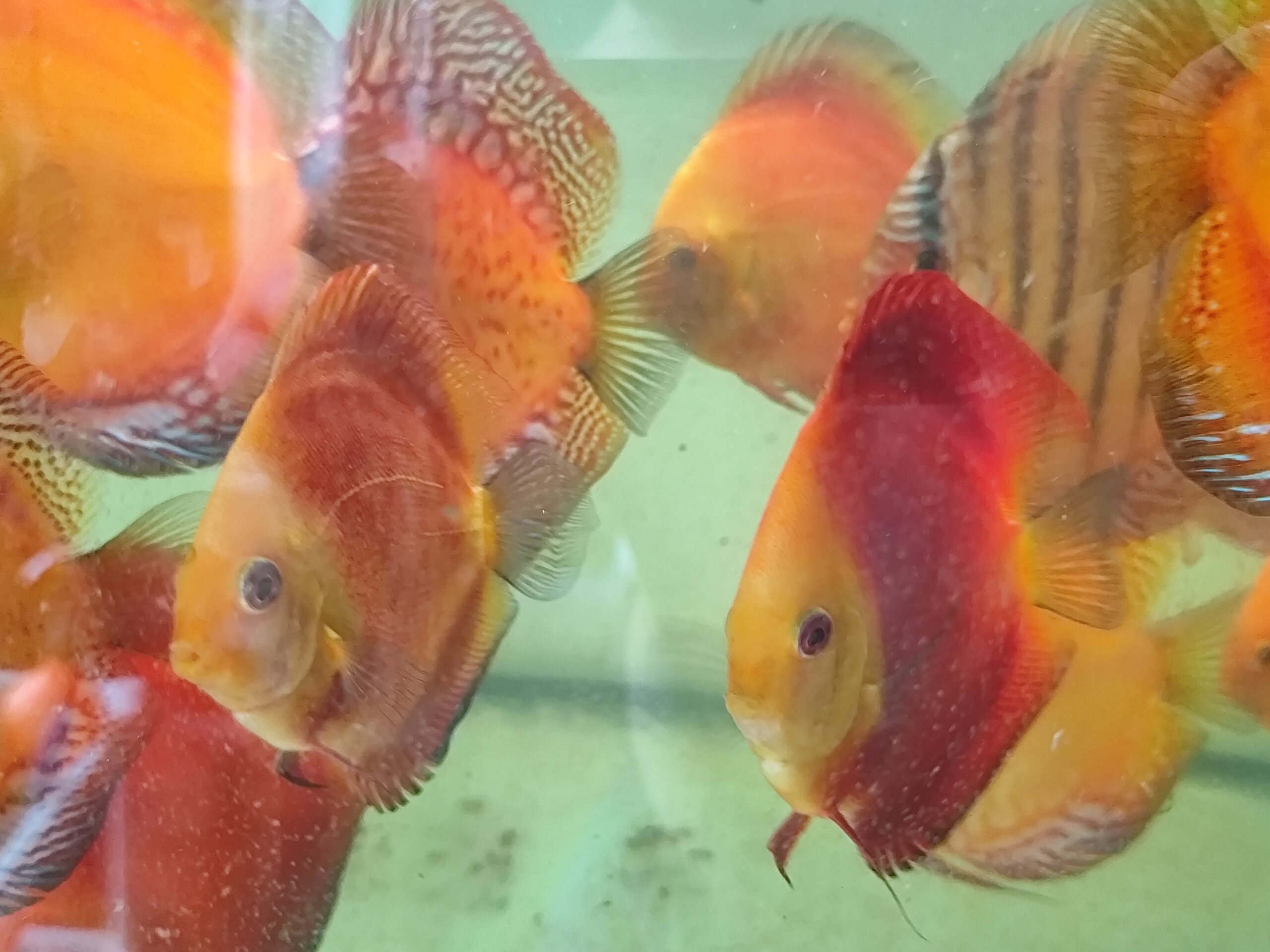 Paletka Red Melon - obrazek 2