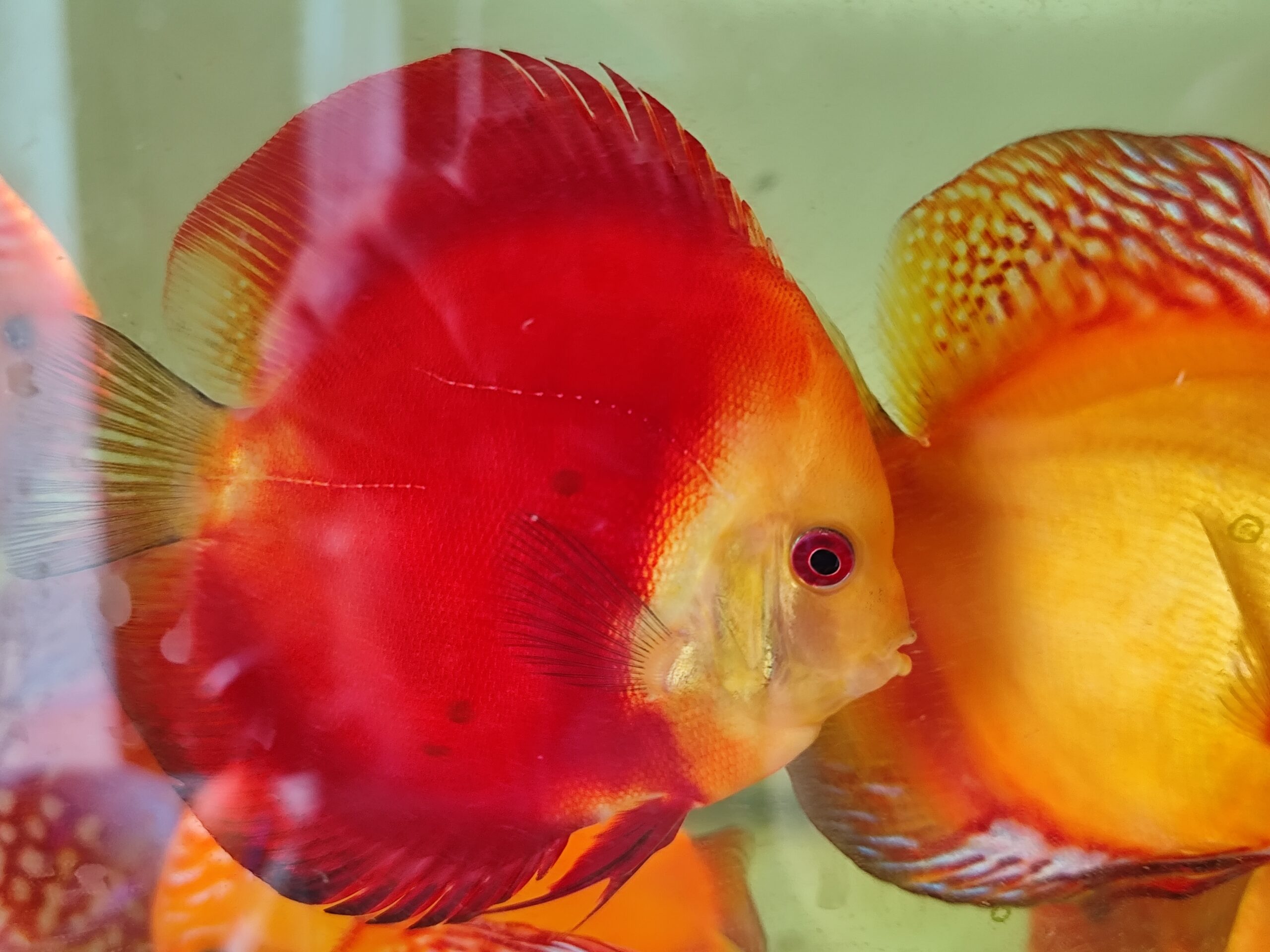 Paletka Red Melon - obrazek 3