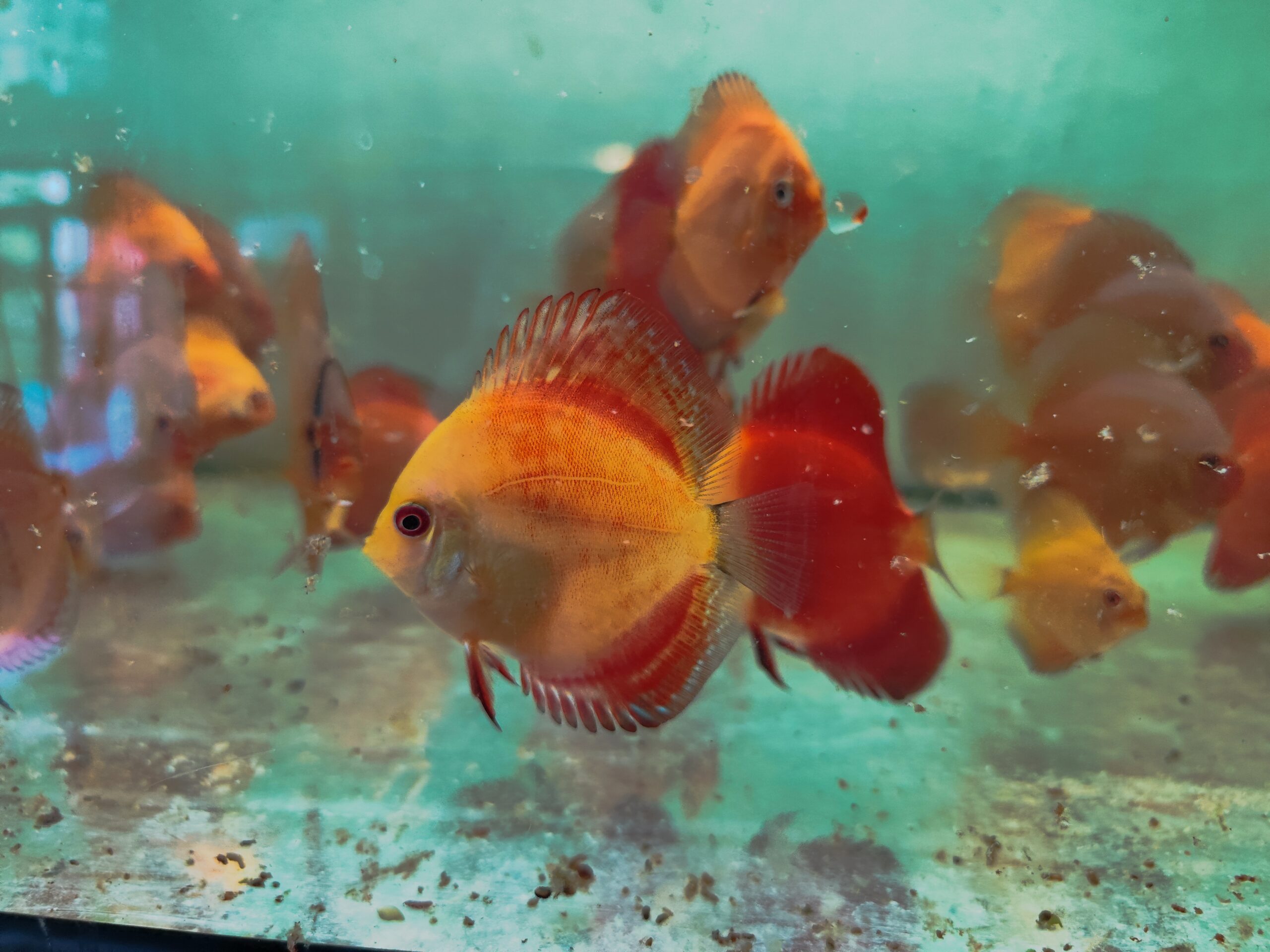 Paletka Red Melon - obrazek 4