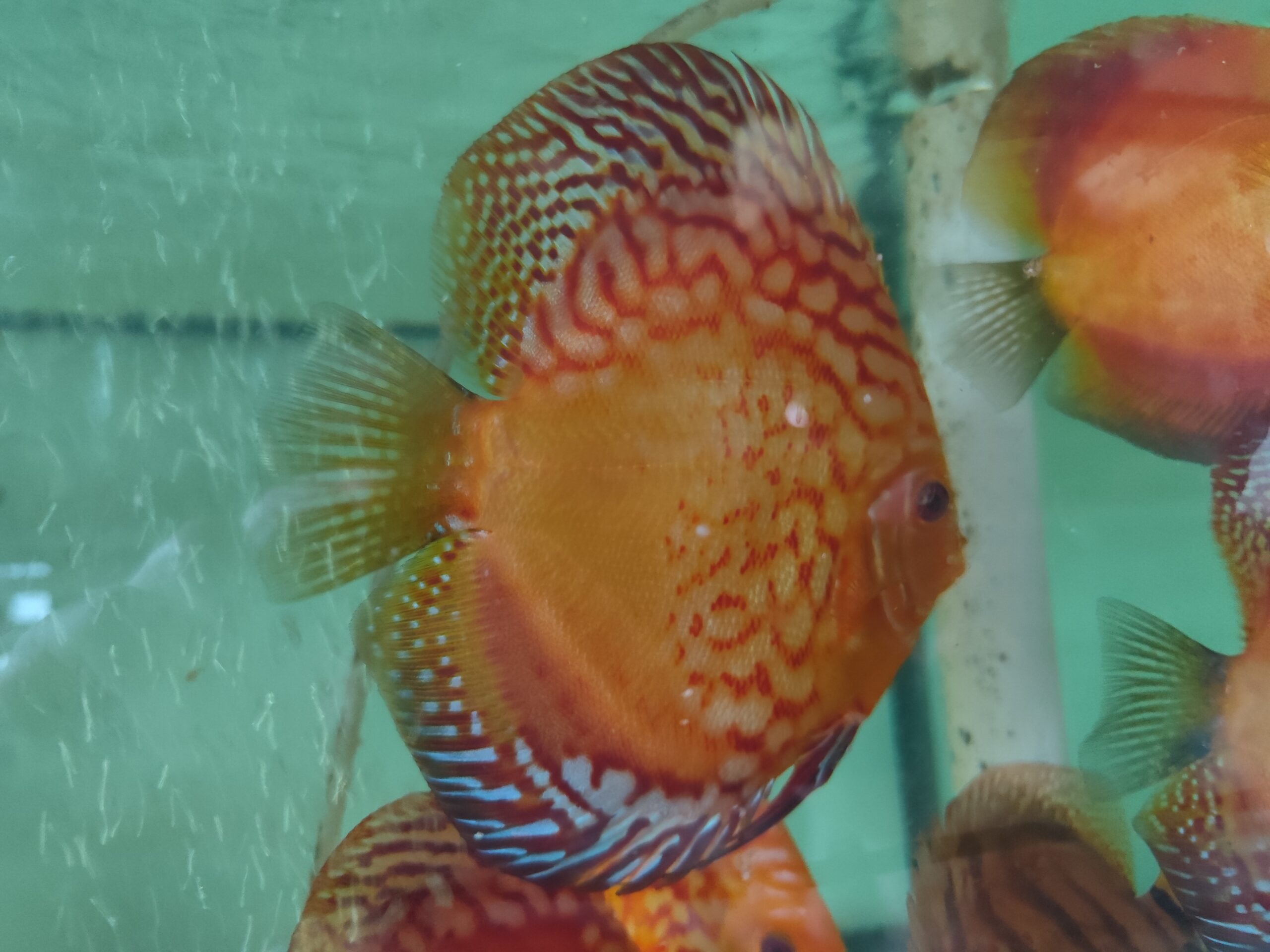 Paletka Pigeon Blood - obrazek 7