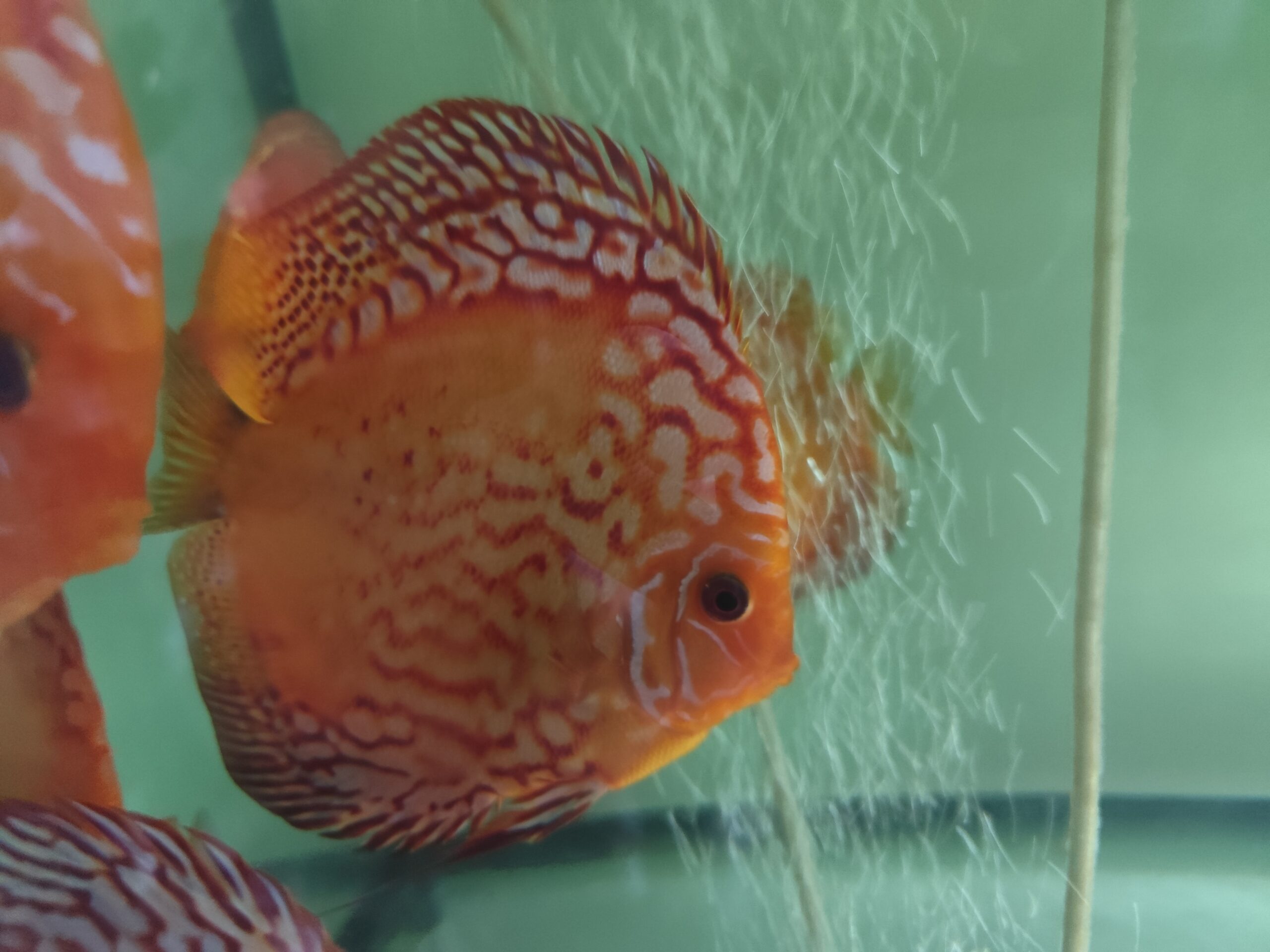 Dorosłe Paletki - obrazek 10