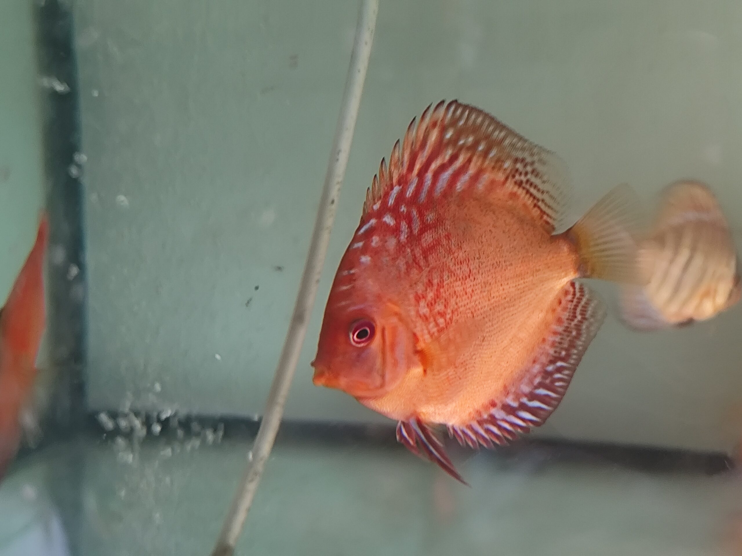 Paletka Pigeon Blood - obrazek 12