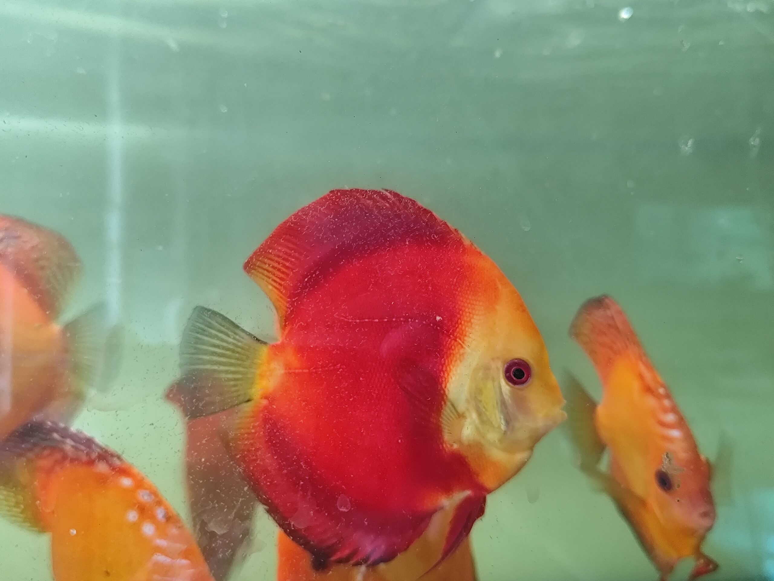 Paletka Red Melon - obrazek 6