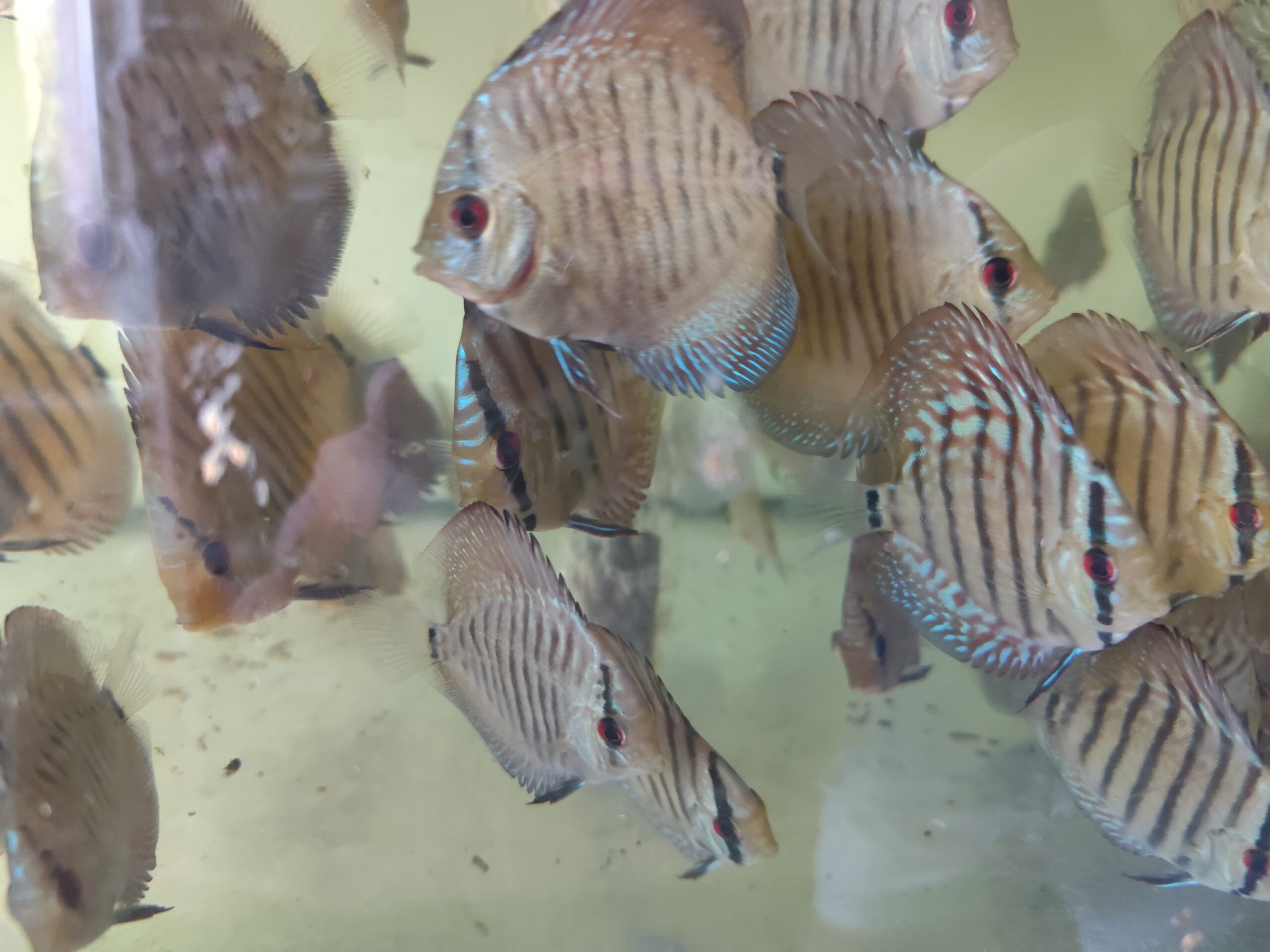 Paletka Snake Skin Blue - obrazek 5