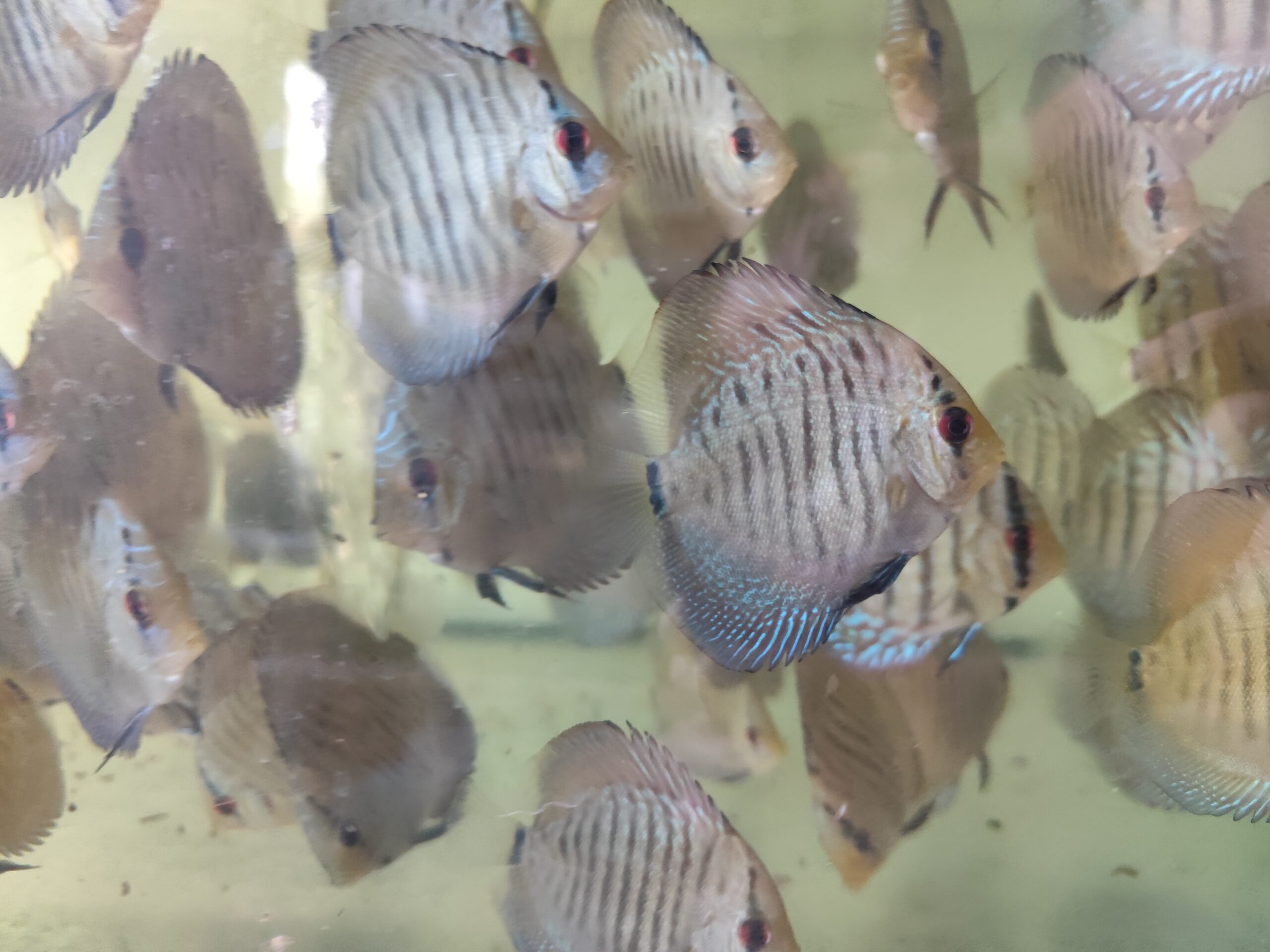 Paletka Snake Skin Blue - obrazek 6