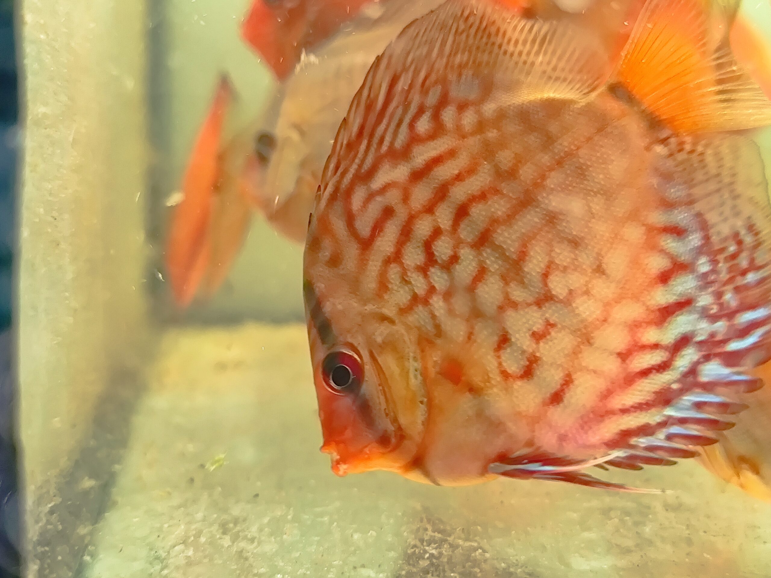 Dorosłe Paletki - obrazek 9