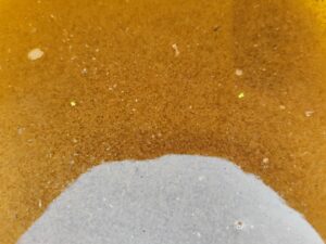 Rozwielitka - Dafnia żywa