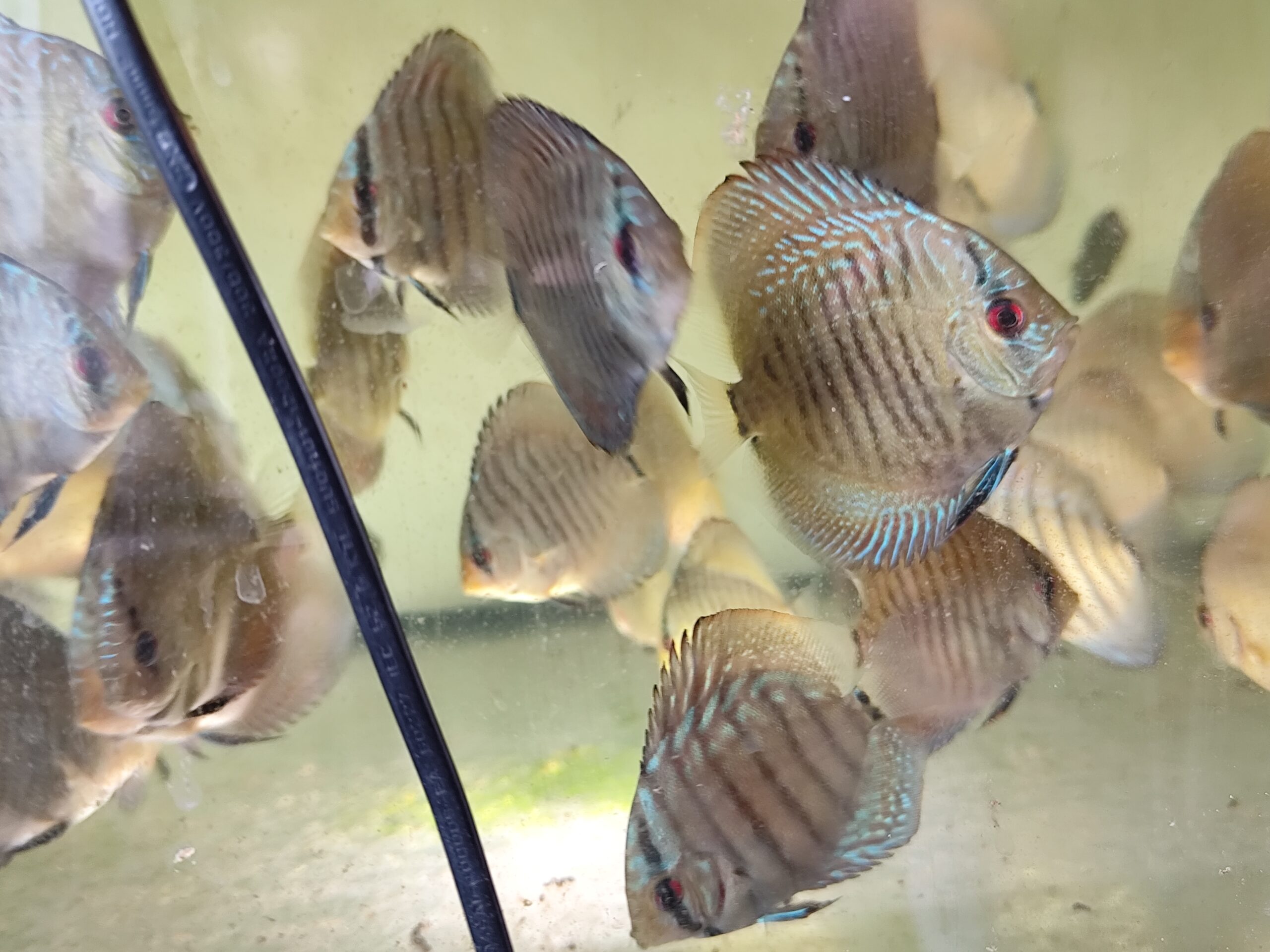 Paletka Snake Skin Blue - obrazek 2