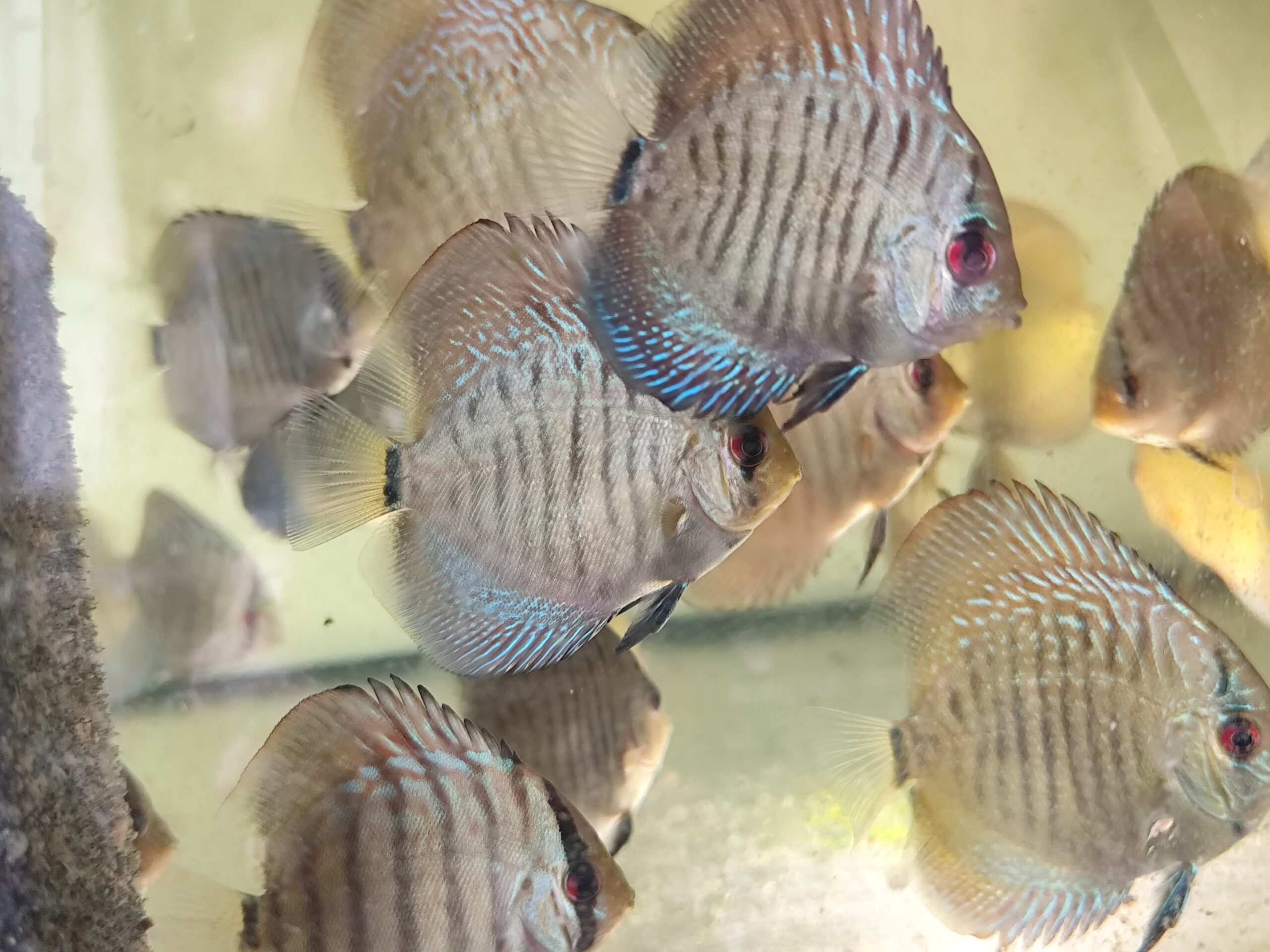 Paletka Snake Skin Blue - obrazek 3