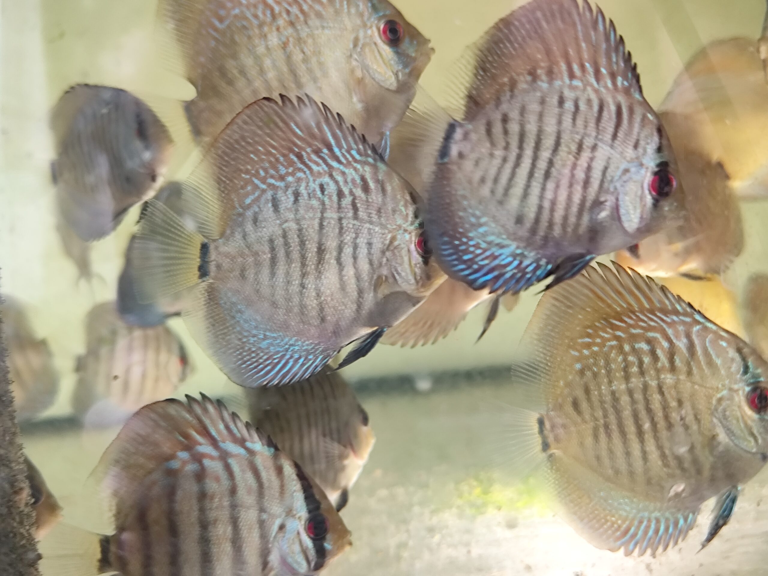 Paletka Snake Skin Blue - obrazek 4