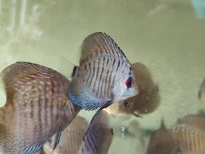 Paletka Snake Skin Blue