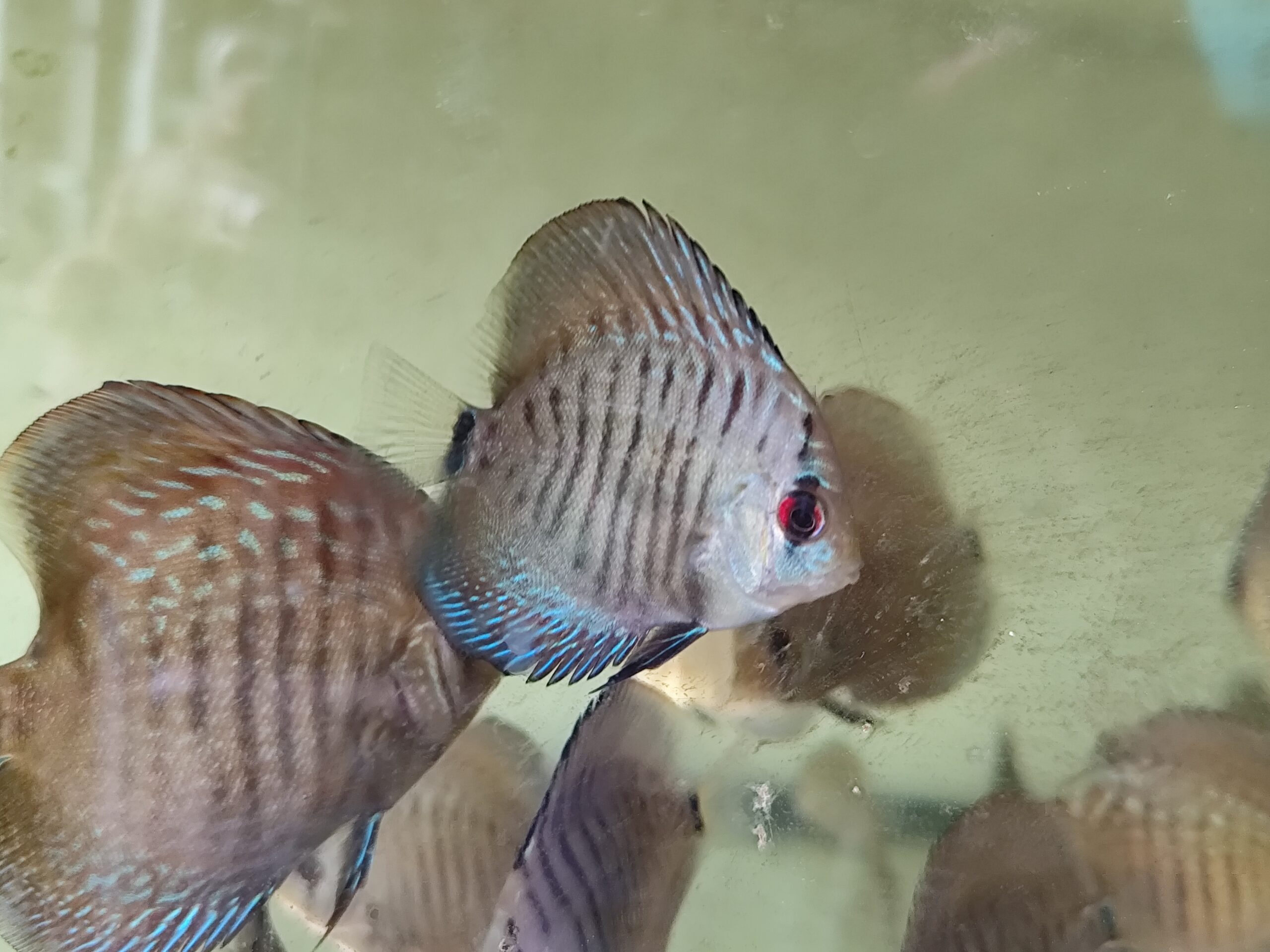 Paletka Snake Skin Blue