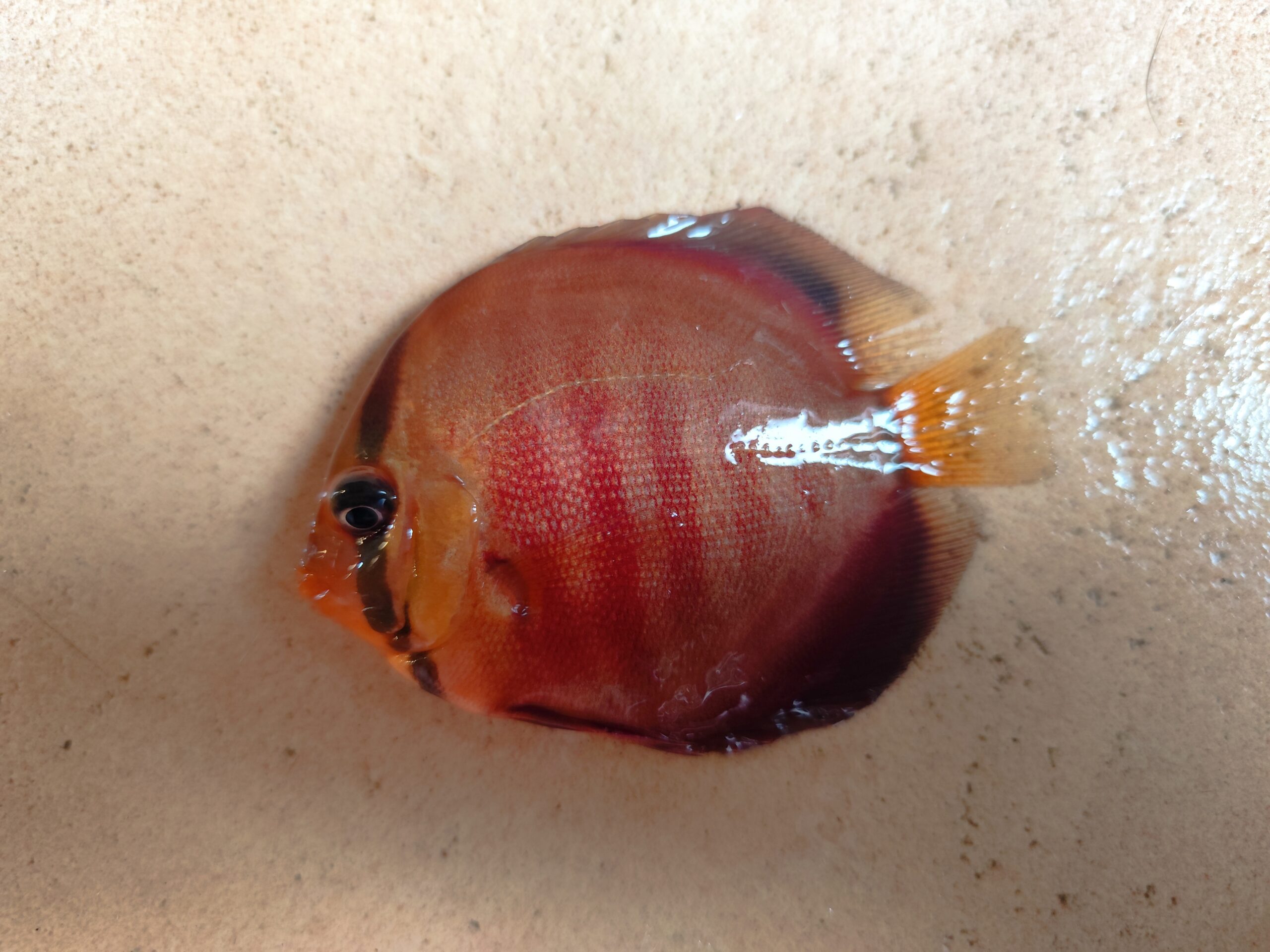 Paletka Red Rose - obrazek 2