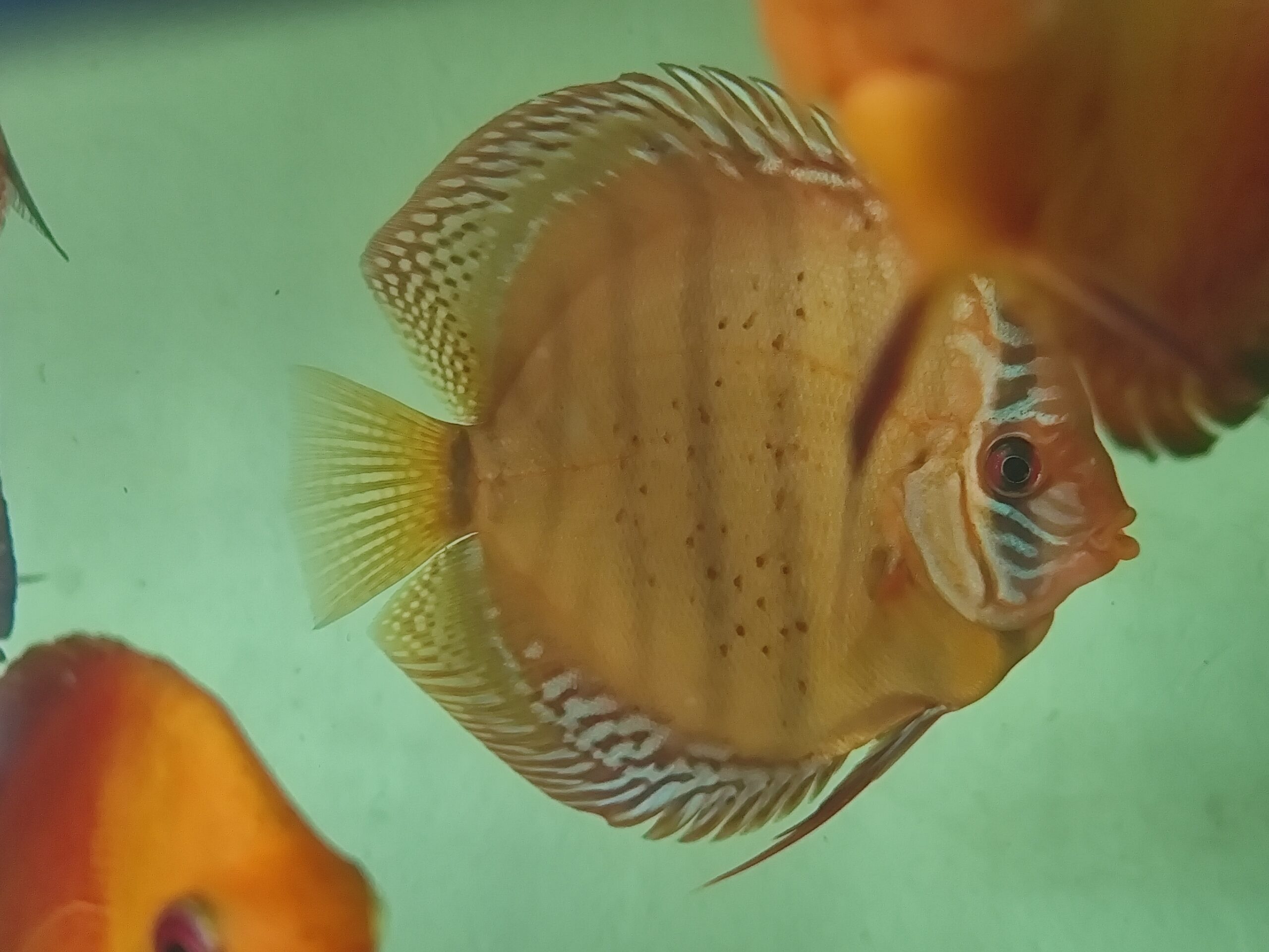 Dorosłe Paletki - obrazek 4