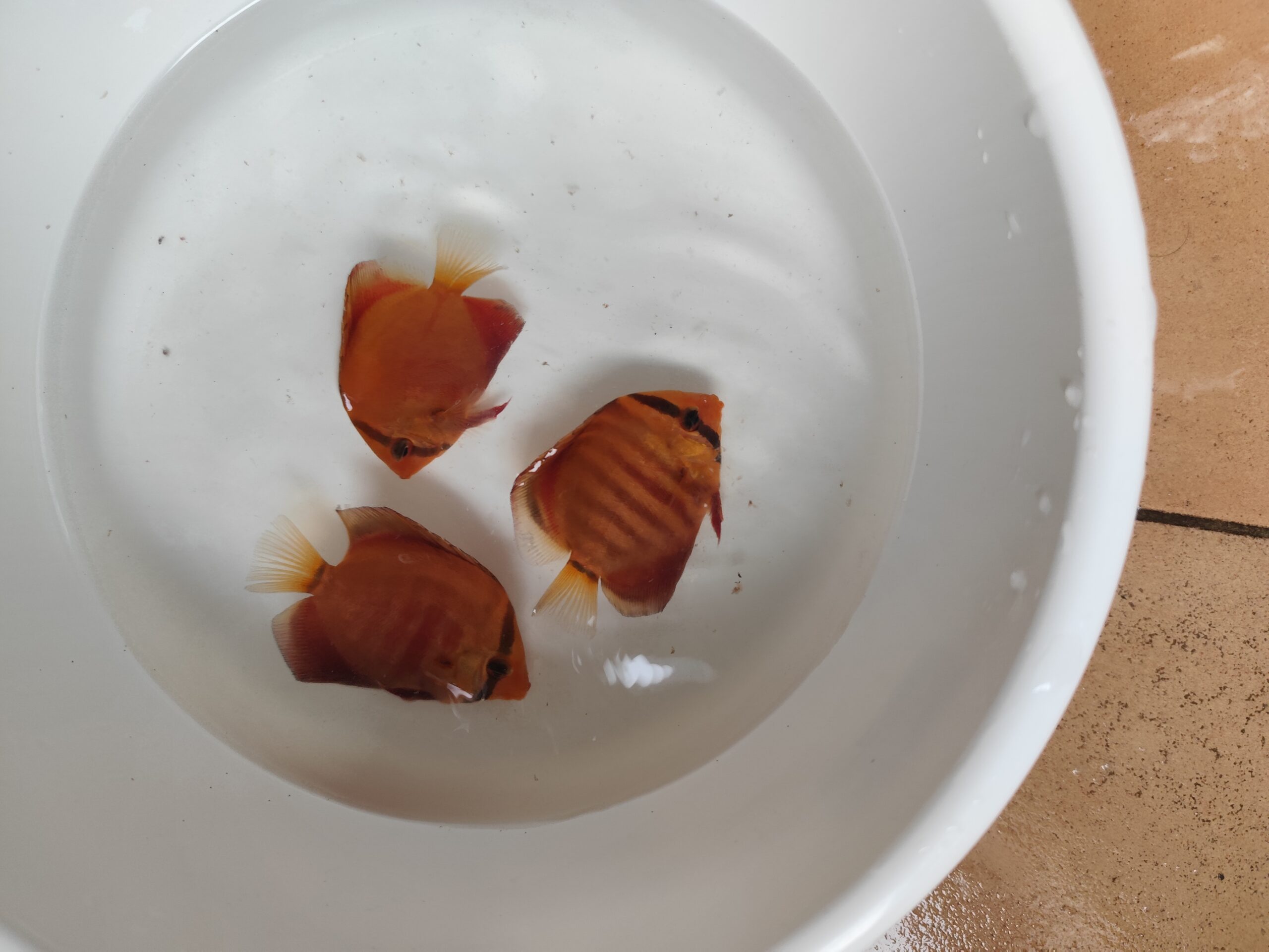 Paletka Red Rose - obrazek 3